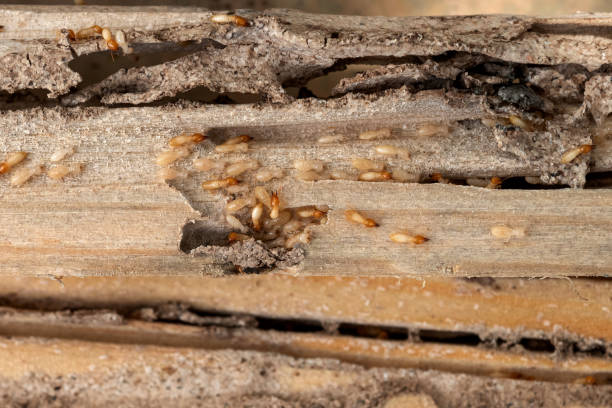 Best Pest Prevention Services  in Salisbury, MO