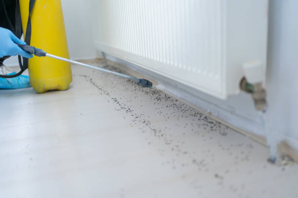 Wasp Removal Services in Salisbury, MO